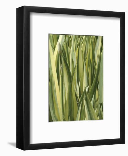 Verigation 1-Jenny Kraft-Framed Art Print