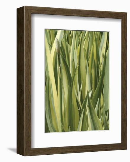 Verigation 1-Jenny Kraft-Framed Art Print