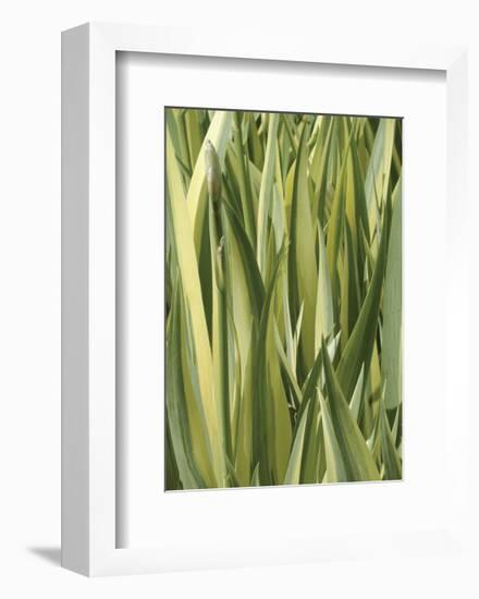 Verigation 1-Jenny Kraft-Framed Art Print