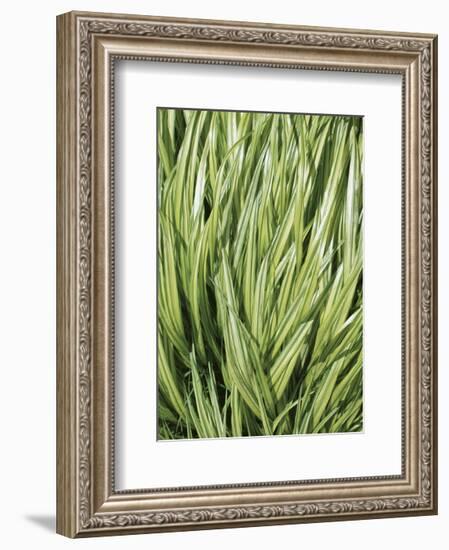 Verigation 2-Jenny Kraft-Framed Art Print