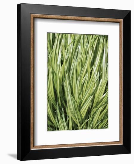 Verigation 2-Jenny Kraft-Framed Art Print