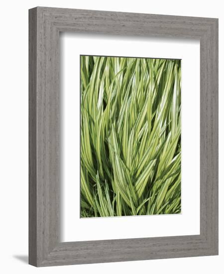 Verigation 2-Jenny Kraft-Framed Art Print