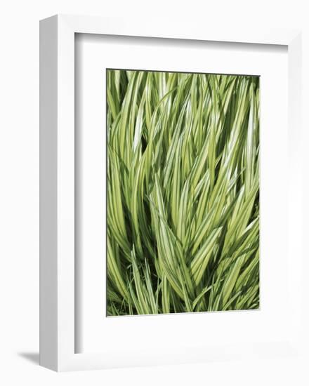 Verigation 2-Jenny Kraft-Framed Art Print