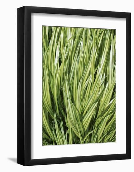 Verigation II-Jenny Kraft-Framed Giclee Print