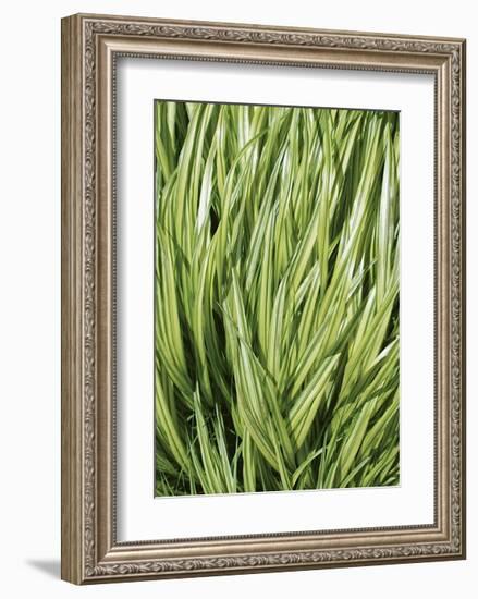 Verigation II-Jenny Kraft-Framed Giclee Print