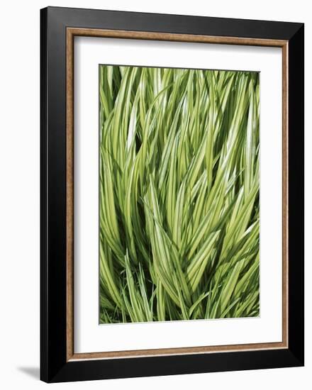 Verigation II-Jenny Kraft-Framed Giclee Print