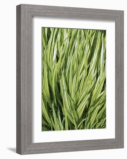 Verigation II-Jenny Kraft-Framed Giclee Print