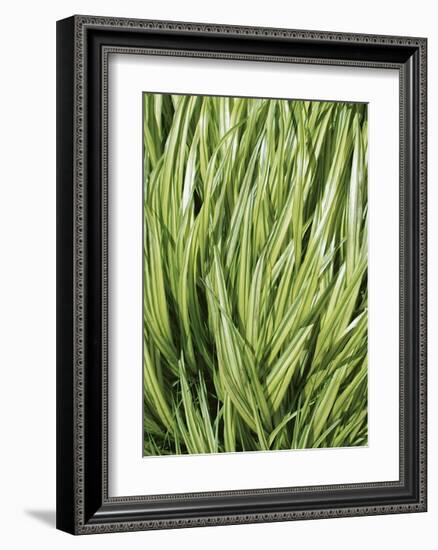 Verigation II-Jenny Kraft-Framed Giclee Print