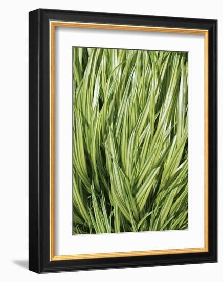 Verigation II-Jenny Kraft-Framed Giclee Print