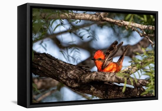 Vermilion flycatcher courtship display, Texas, USA-Karine Aigner-Framed Premier Image Canvas