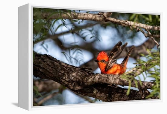 Vermilion flycatcher courtship display, Texas, USA-Karine Aigner-Framed Premier Image Canvas