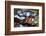 Vermilion flycatcher courtship display, Texas, USA-Karine Aigner-Framed Photographic Print