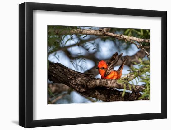 Vermilion flycatcher courtship display, Texas, USA-Karine Aigner-Framed Photographic Print