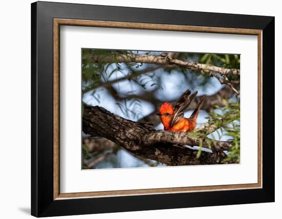 Vermilion flycatcher courtship display, Texas, USA-Karine Aigner-Framed Photographic Print