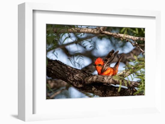 Vermilion flycatcher courtship display, Texas, USA-Karine Aigner-Framed Photographic Print
