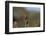 Vermilion Flycatcher (Pyrocephalus Rubinus) Male Perched-Larry Ditto-Framed Photographic Print