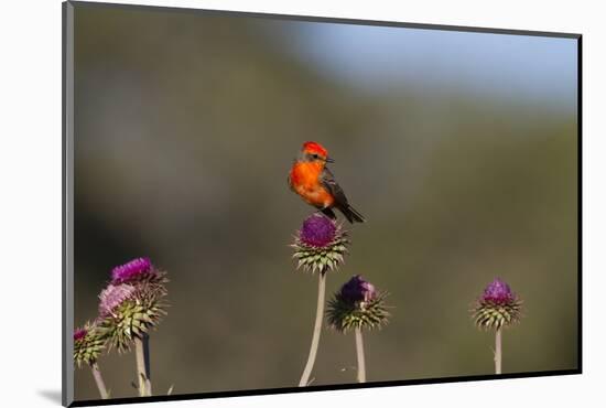Vermilion Flycatcher (Pyrocephalus Rubinus) Male Perched-Larry Ditto-Mounted Photographic Print