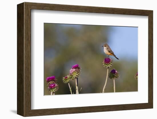 Vermilion Flycatcher (Pyrocephalus Rubinus) Male Perched-Larry Ditto-Framed Photographic Print