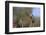 Vermilion Flycatcher (Pyrocephalus Rubinus) Male Perched-Larry Ditto-Framed Photographic Print