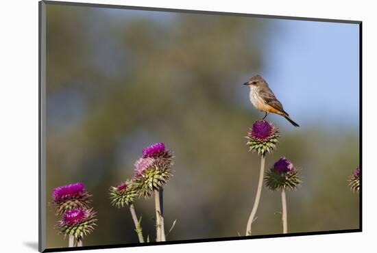 Vermilion Flycatcher (Pyrocephalus Rubinus) Male Perched-Larry Ditto-Mounted Photographic Print