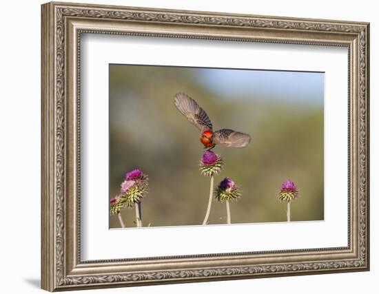 Vermilion Flycatcher (Pyrocephalus Rubinus) Male Perched-Larry Ditto-Framed Photographic Print