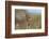 Vermilion Flycatcher (Pyrocephalus Rubinus) Male Perched-Larry Ditto-Framed Photographic Print