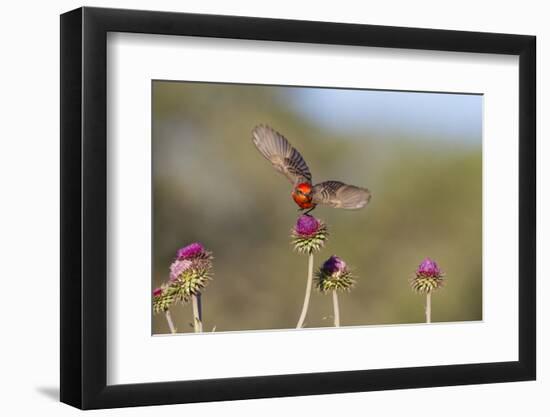 Vermilion Flycatcher (Pyrocephalus Rubinus) Male Perched-Larry Ditto-Framed Photographic Print