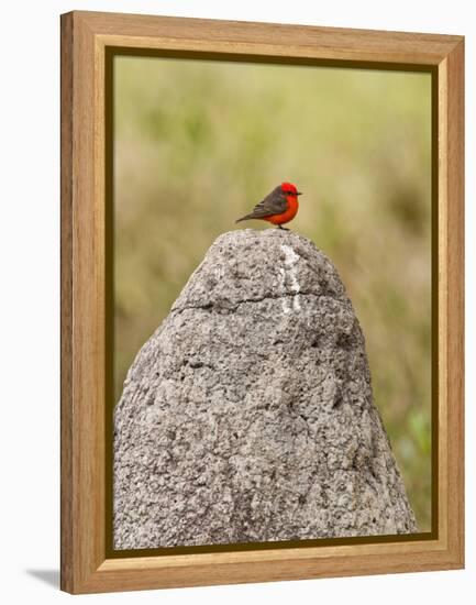 Vermilion Flycatcher (Pyrocephalus Rubinus) on a Rock-null-Framed Premier Image Canvas