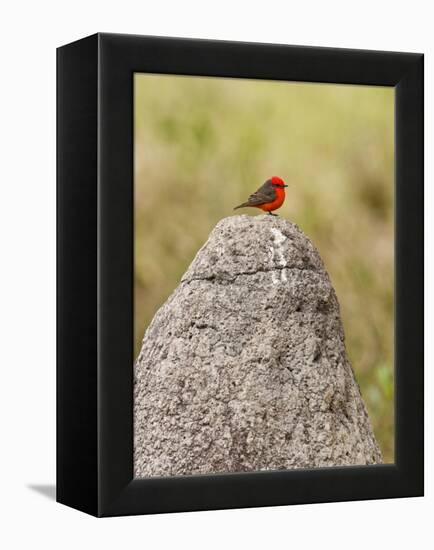 Vermilion Flycatcher (Pyrocephalus Rubinus) on a Rock-null-Framed Premier Image Canvas