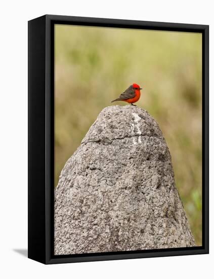 Vermilion Flycatcher (Pyrocephalus Rubinus) on a Rock-null-Framed Premier Image Canvas