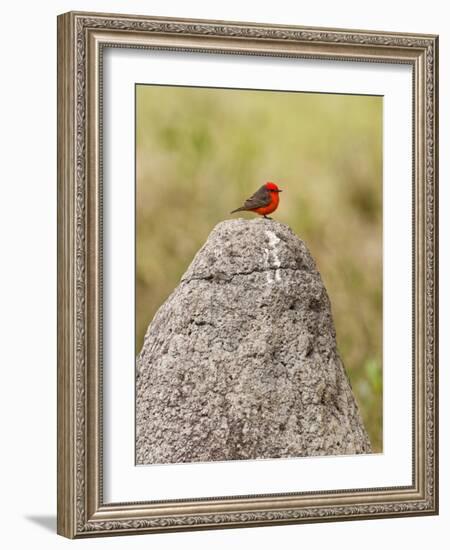 Vermilion Flycatcher (Pyrocephalus Rubinus) on a Rock-null-Framed Photographic Print