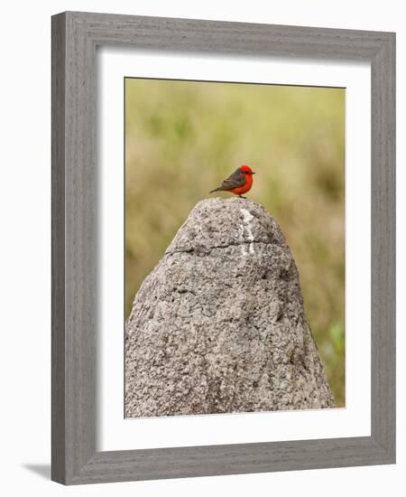 Vermilion Flycatcher (Pyrocephalus Rubinus) on a Rock-null-Framed Photographic Print