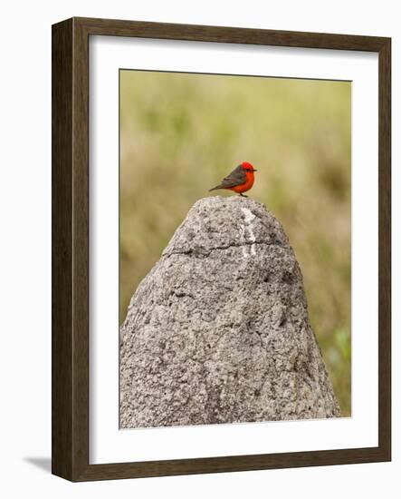 Vermilion Flycatcher (Pyrocephalus Rubinus) on a Rock-null-Framed Photographic Print