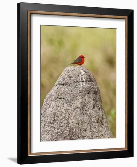 Vermilion Flycatcher (Pyrocephalus Rubinus) on a Rock-null-Framed Photographic Print