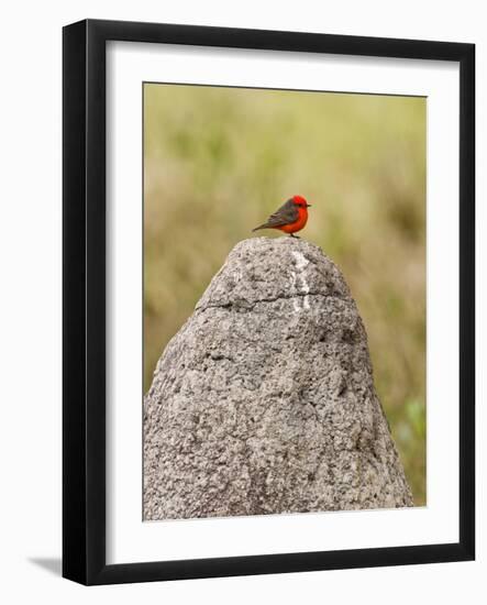 Vermilion Flycatcher (Pyrocephalus Rubinus) on a Rock-null-Framed Photographic Print