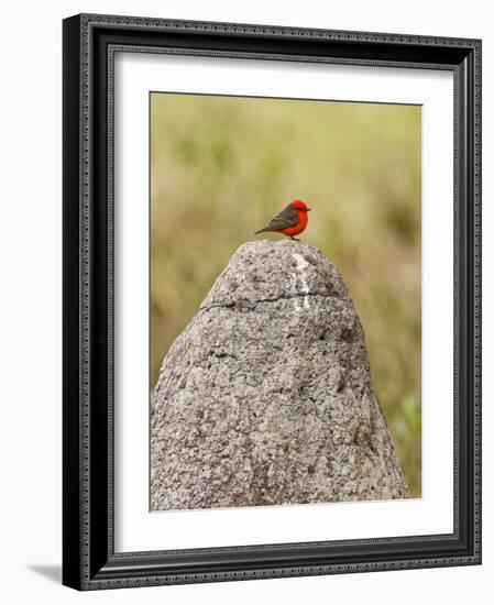 Vermilion Flycatcher (Pyrocephalus Rubinus) on a Rock-null-Framed Photographic Print