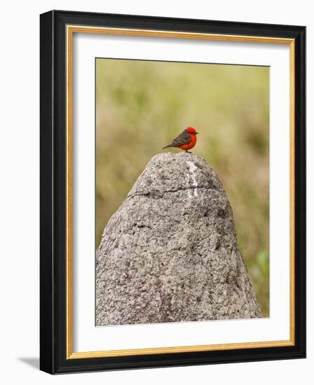 Vermilion Flycatcher (Pyrocephalus Rubinus) on a Rock-null-Framed Photographic Print