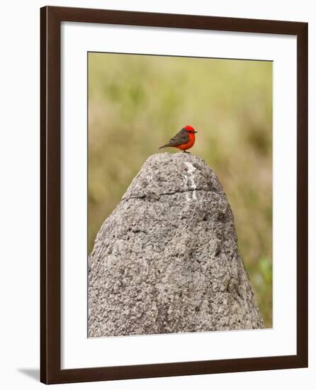 Vermilion Flycatcher (Pyrocephalus Rubinus) on a Rock-null-Framed Photographic Print