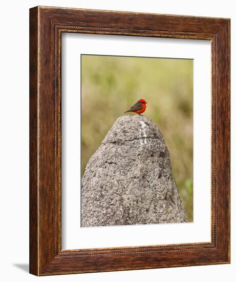 Vermilion Flycatcher (Pyrocephalus Rubinus) on a Rock-null-Framed Photographic Print