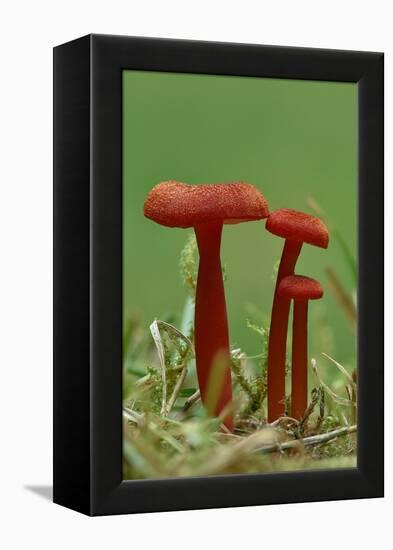 Vermilion waxcap fungi Buckinghamshire, England, UK, September-Andy Sands-Framed Premier Image Canvas