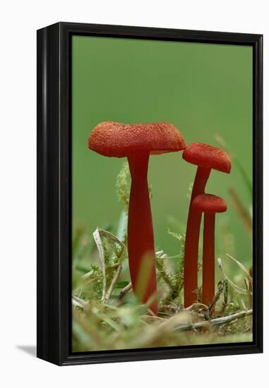 Vermilion waxcap fungi Buckinghamshire, England, UK, September-Andy Sands-Framed Premier Image Canvas