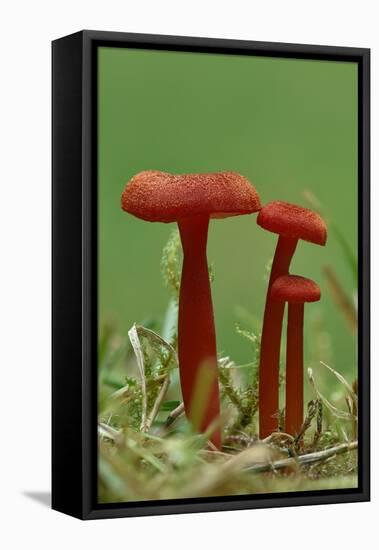 Vermilion waxcap fungi Buckinghamshire, England, UK, September-Andy Sands-Framed Premier Image Canvas