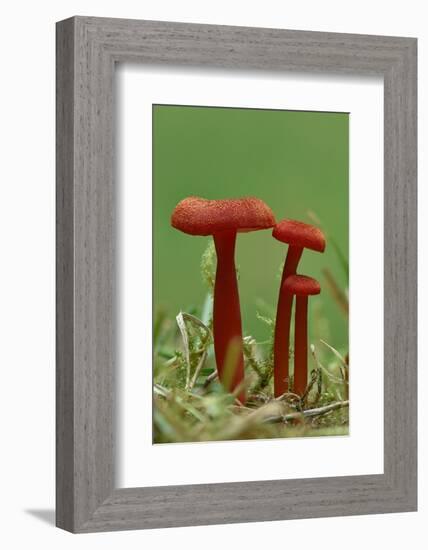 Vermilion waxcap fungi Buckinghamshire, England, UK, September-Andy Sands-Framed Photographic Print