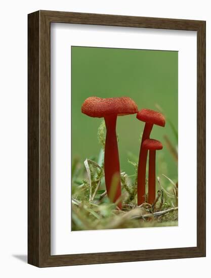 Vermilion waxcap fungi Buckinghamshire, England, UK, September-Andy Sands-Framed Photographic Print