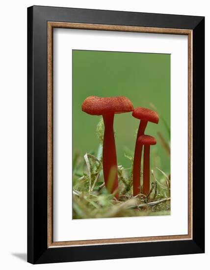 Vermilion waxcap fungi Buckinghamshire, England, UK, September-Andy Sands-Framed Photographic Print