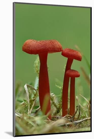 Vermilion waxcap fungi Buckinghamshire, England, UK, September-Andy Sands-Mounted Photographic Print