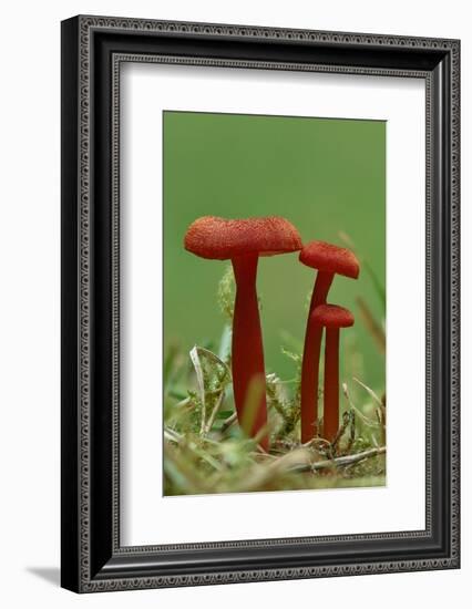 Vermilion waxcap fungi Buckinghamshire, England, UK, September-Andy Sands-Framed Photographic Print