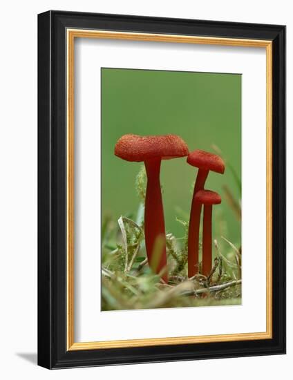 Vermilion waxcap fungi Buckinghamshire, England, UK, September-Andy Sands-Framed Photographic Print