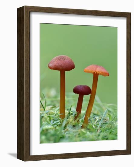 Vermillion Waxcap Group of three toadstools, England-Andy Sands-Framed Photographic Print