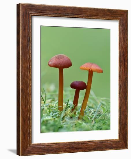 Vermillion Waxcap Group of three toadstools, England-Andy Sands-Framed Photographic Print